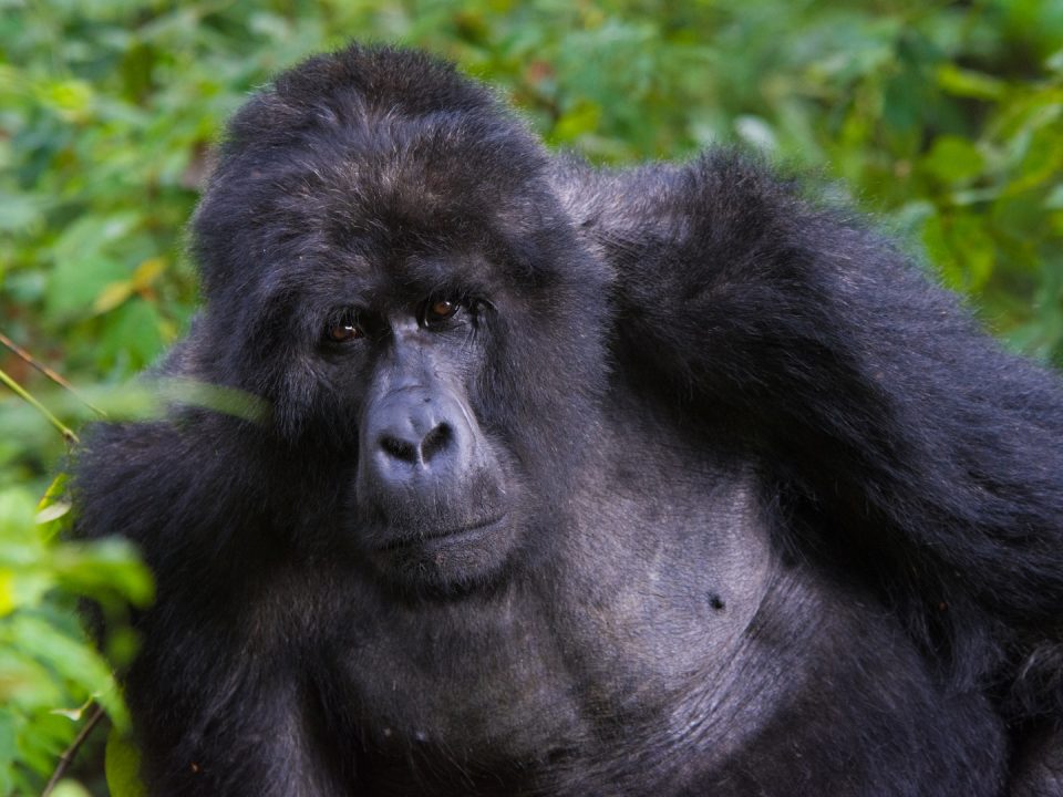 Silverback gorillas