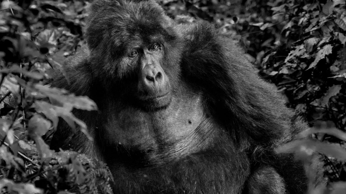 2 Days Bwindi Gorilla Safari