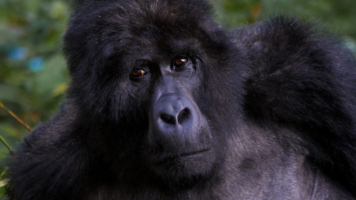 Gorilla Trekking in Bwindi