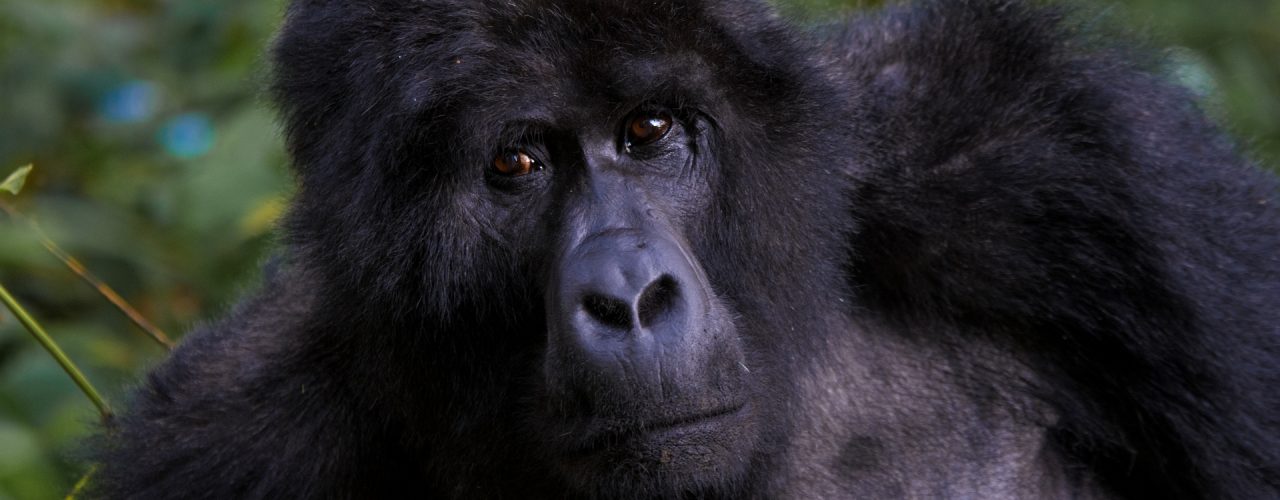 Gorilla Trekking in Bwindi