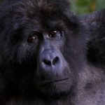 Gorilla Trekking in Bwindi