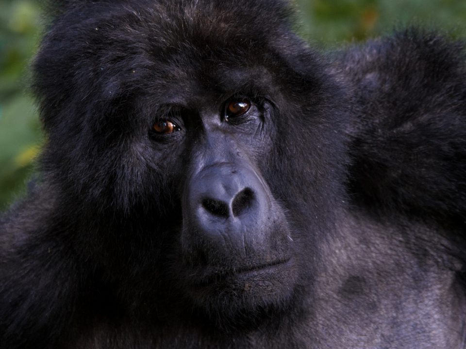 Gorilla Trekking in Bwindi
