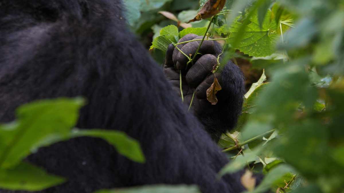 Gorilla Trekking tours to Uganda