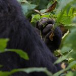 Gorilla Trekking tours to Uganda