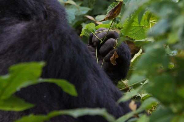Gorilla Trekking tours to Uganda