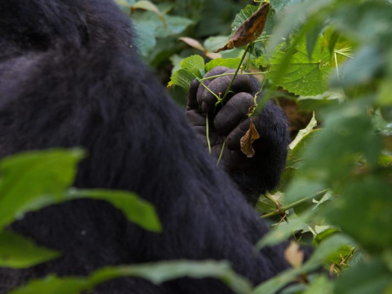 Gorilla Trekking tours to Uganda