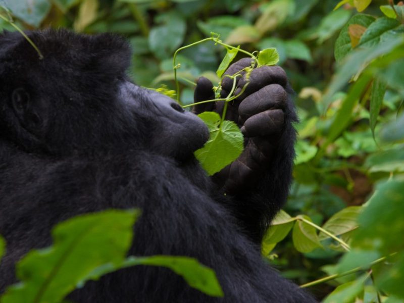 Short Rwanda Gorilla Safaris