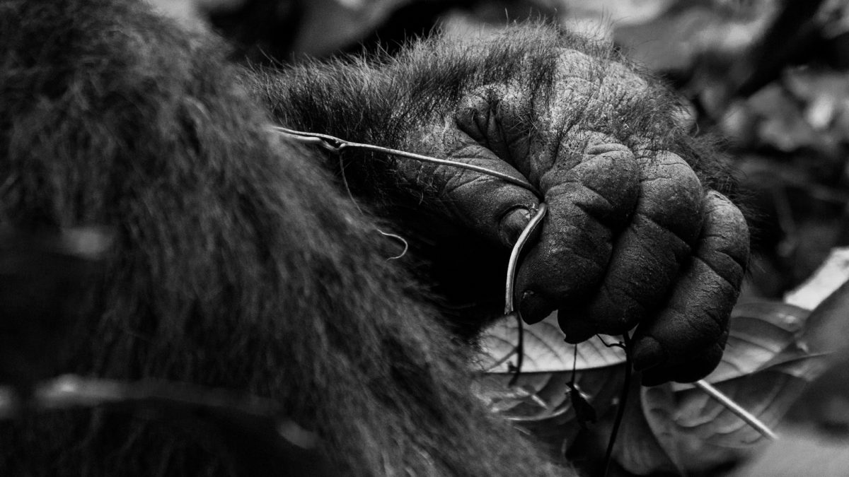 Gorilla Trekking in Uganda from China