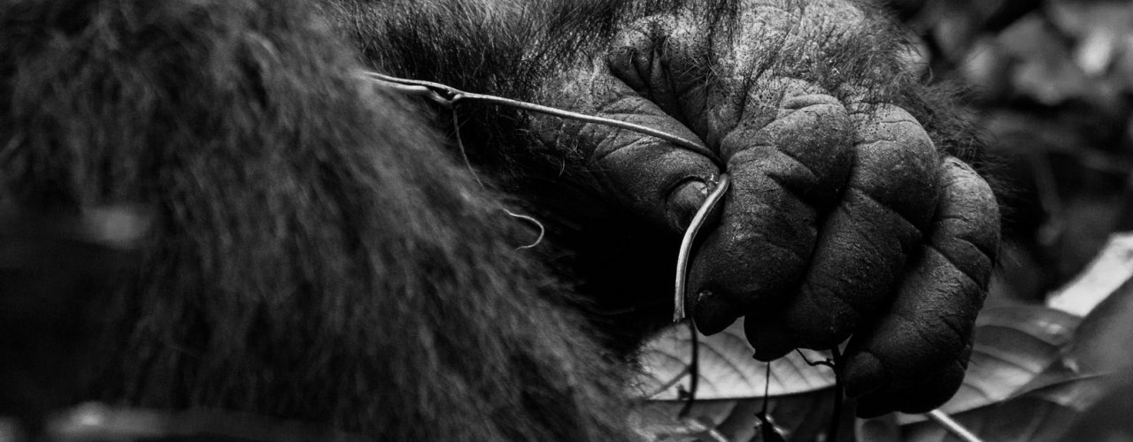 Gorilla Trekking in Uganda from China