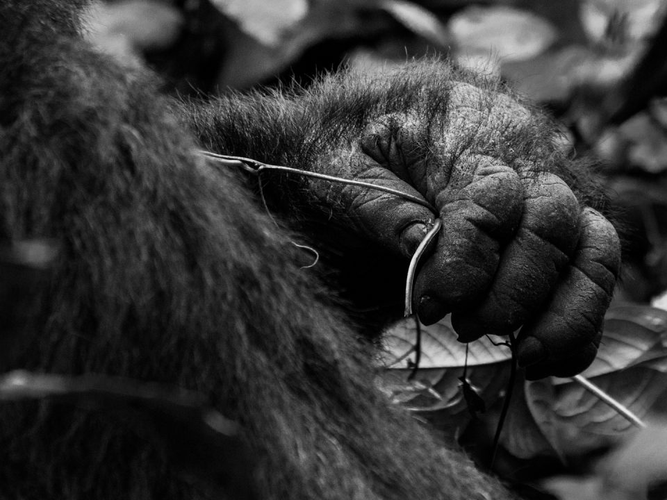 Gorilla Trekking in Uganda from China