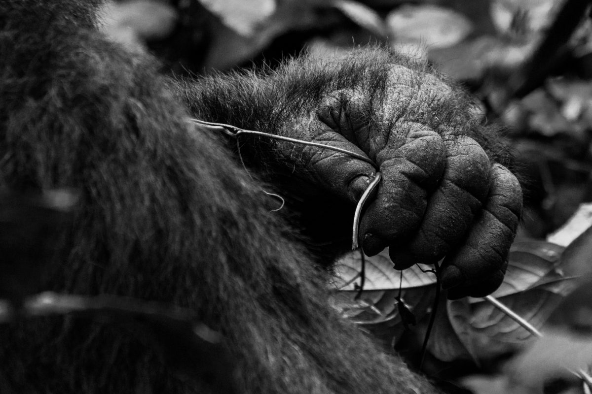 Gorilla Trekking in Uganda from China