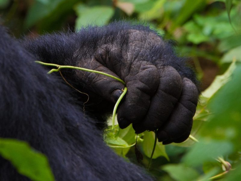 Short Rwanda Gorilla Safaris
