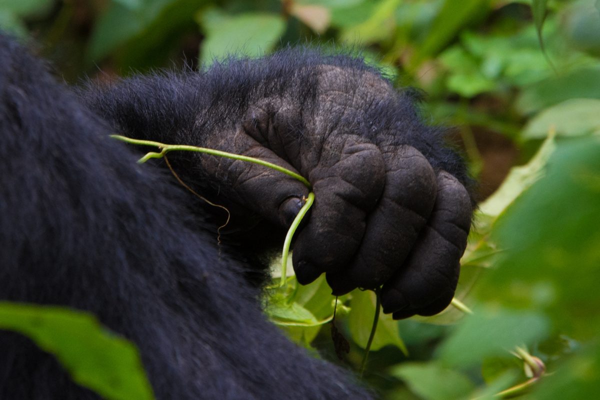 Gorilla Trekking Rwanda with South Africa Safari