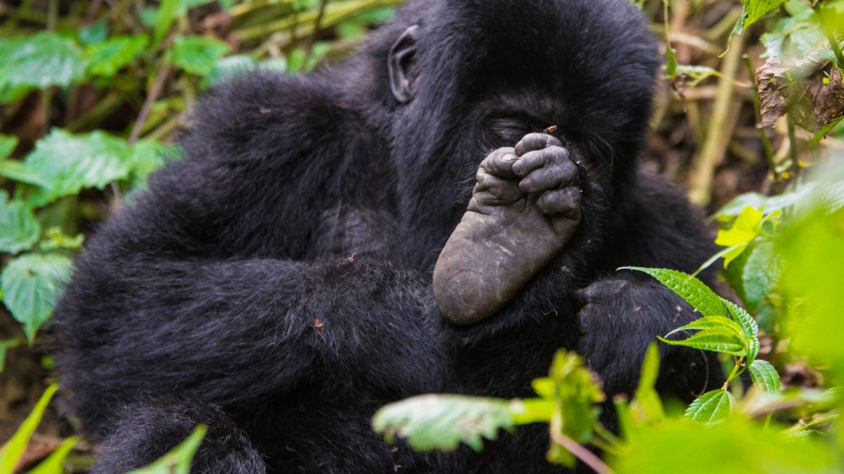 Uganda Tours