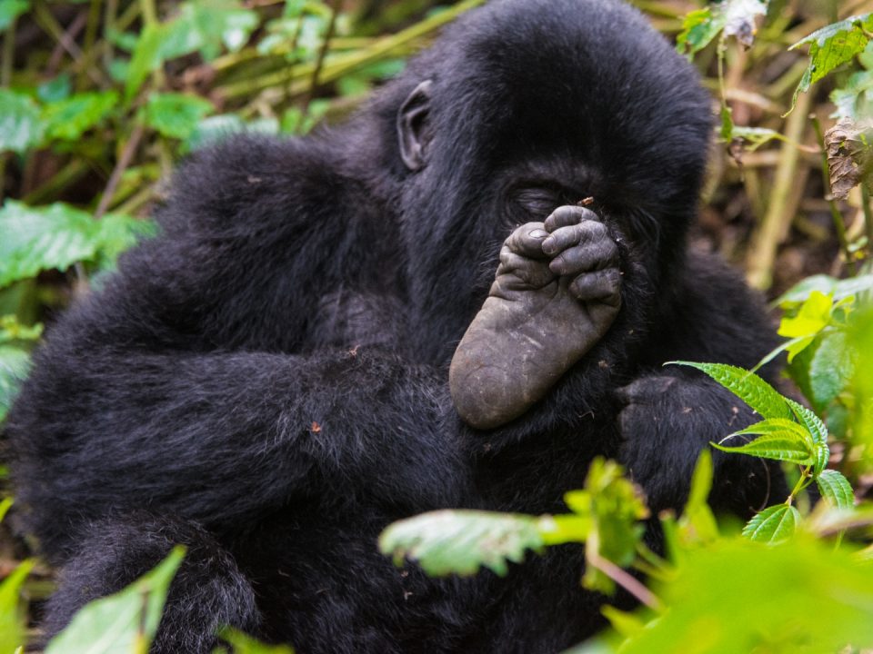Uganda Tours