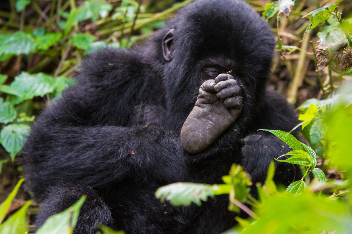 Mgahinga Gorilla National Park