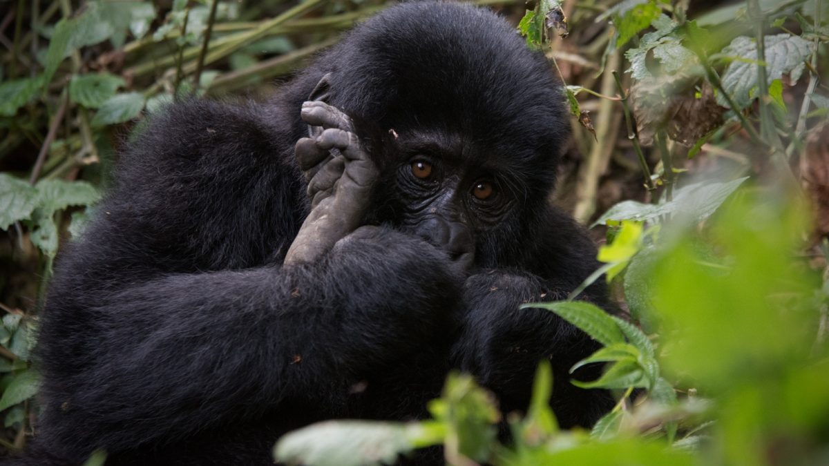 Gorilla Trekking in Uganda from Mombasa Boat Trip