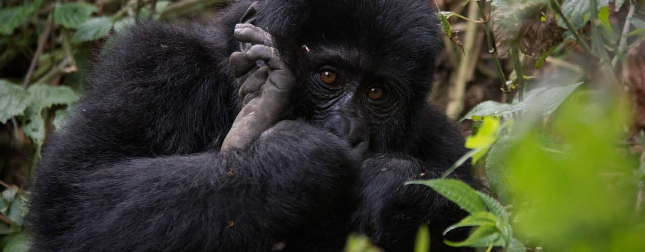 Gorilla Trekking in Uganda from Mombasa Boat Trip