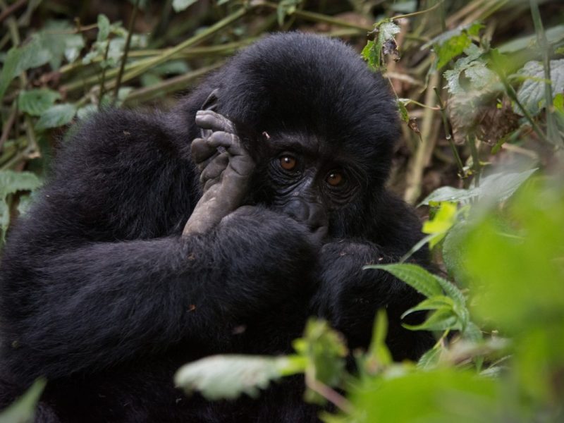 Gorilla Trekking in Uganda from Mombasa Boat Trip