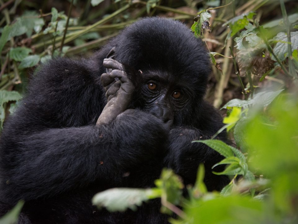 Gorilla Trekking in Uganda from Mombasa Boat Trip