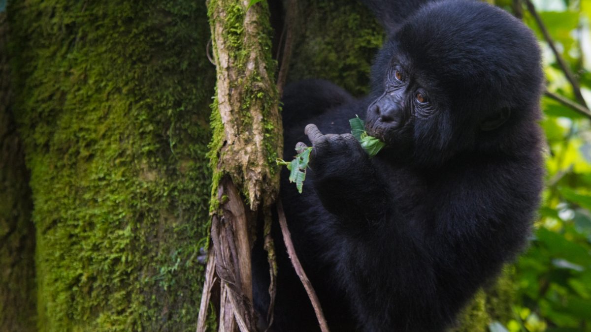 Gorilla Trekking from California