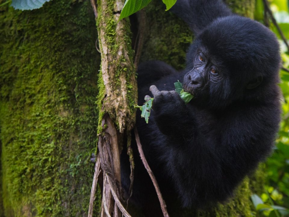 Gorilla Trekking from Nigeria