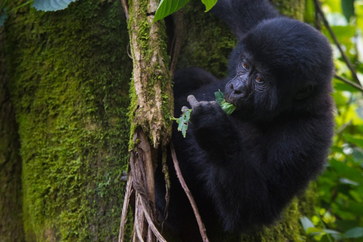 Gorilla Trekking from Nigeria