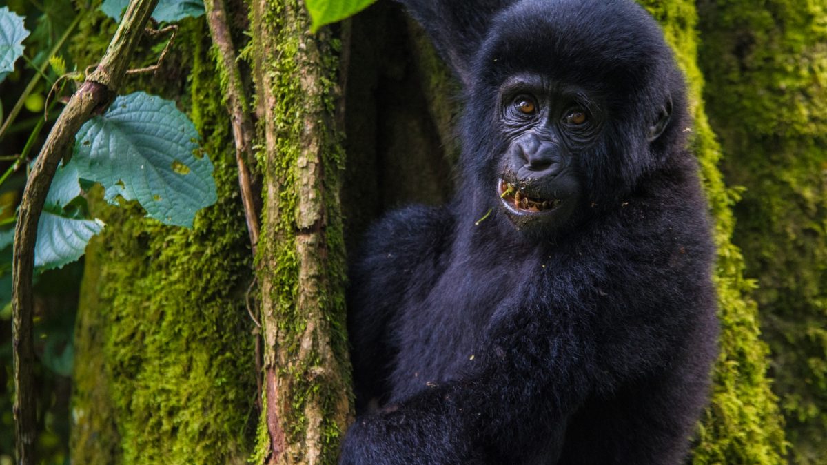 Gorilla Trekking Safari