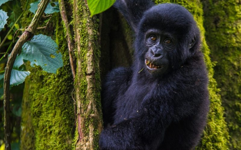 Rwanda Primates & Gorilla Trekking