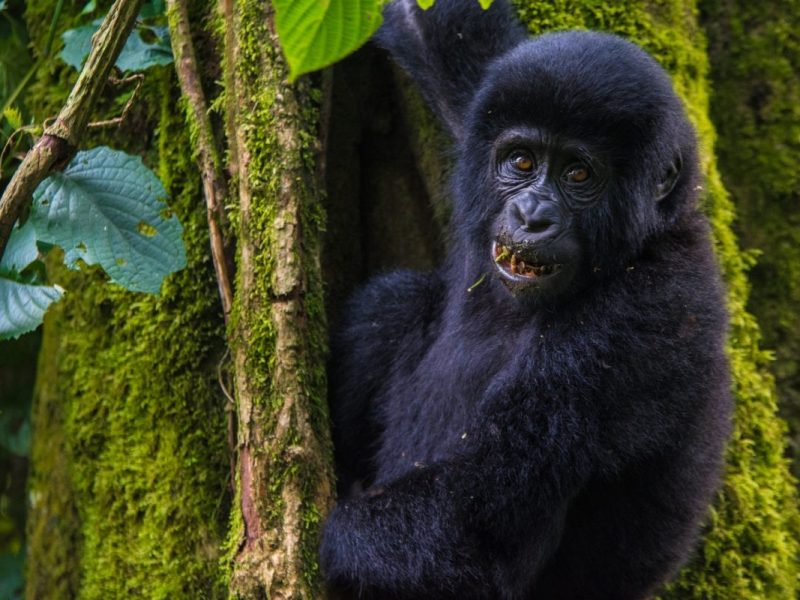 Gorilla Trekking Safari