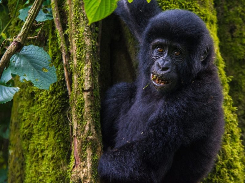 Uganda Gorilla Trekking Safari