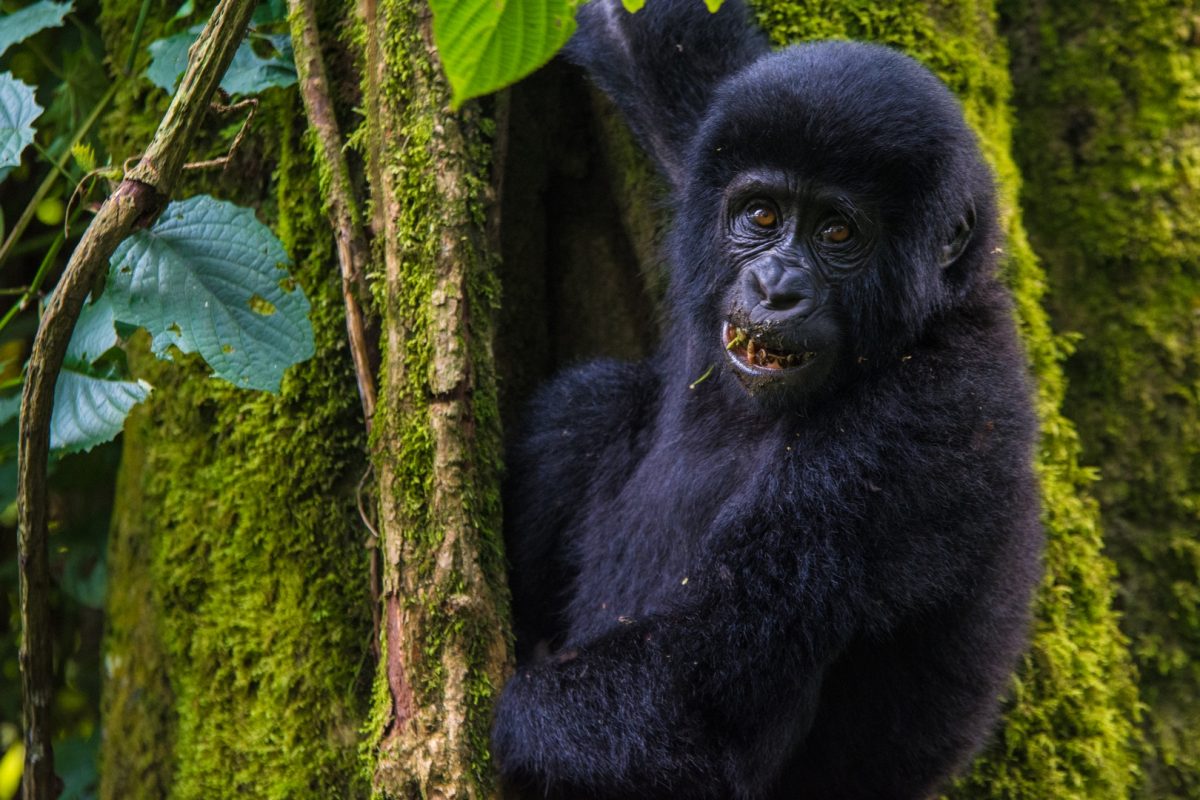 Mgahinga Gorilla National Park