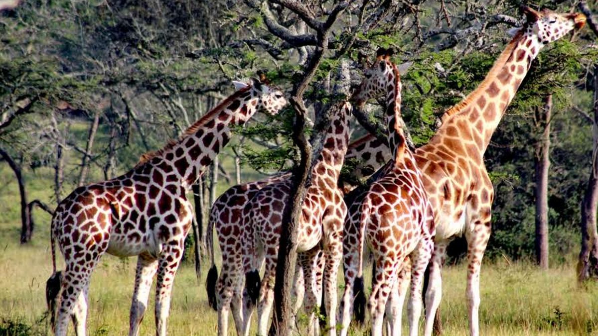 14 Days Across Africa Safari