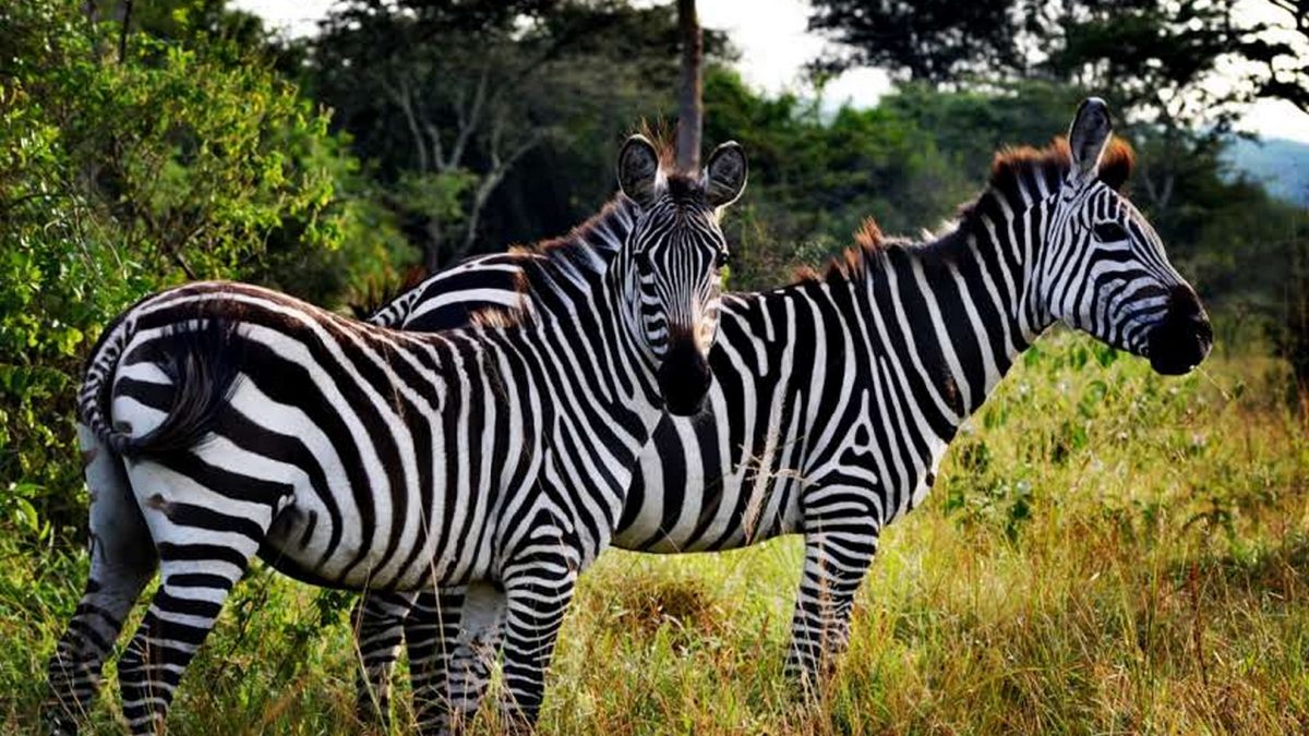 4 Days Uganda Safari