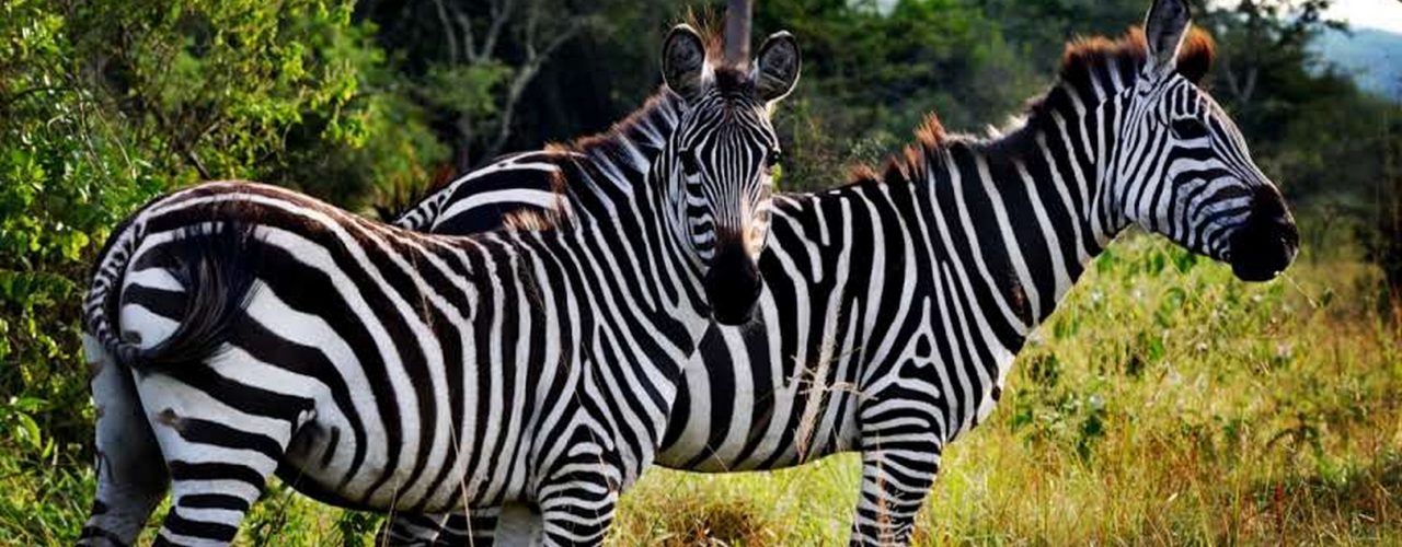 4 Days Uganda Safari