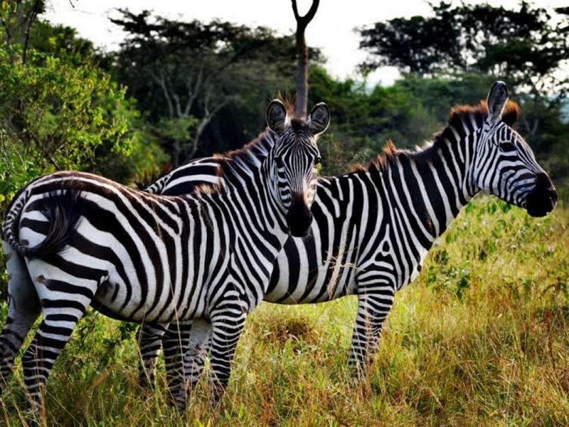 4 Days Uganda Safari