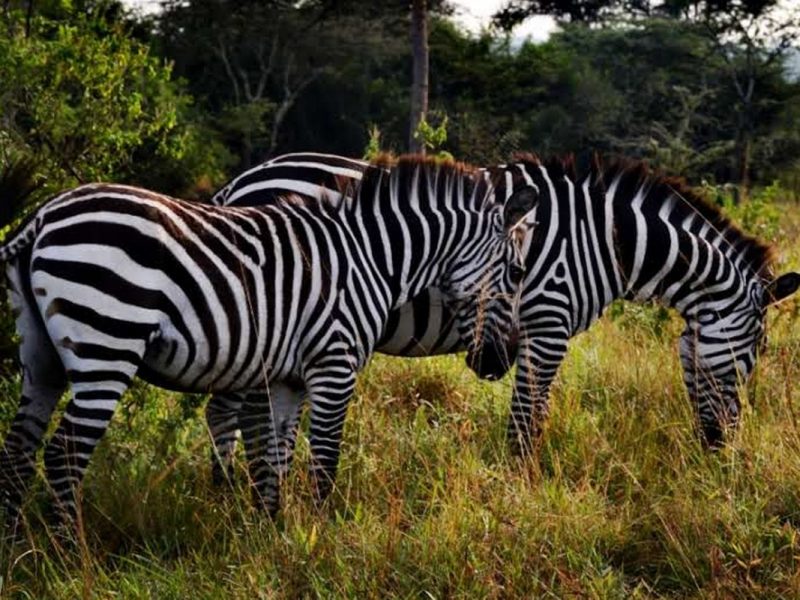 7 Days Uganda Safari