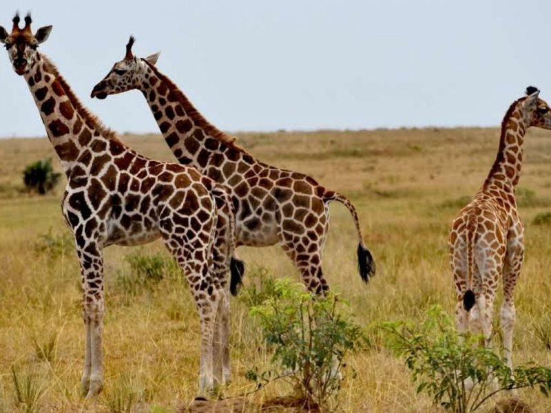 Uganda Wildlife Safaris