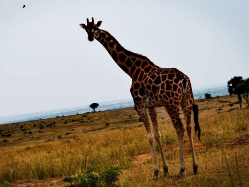 7 Days Uganda Safari