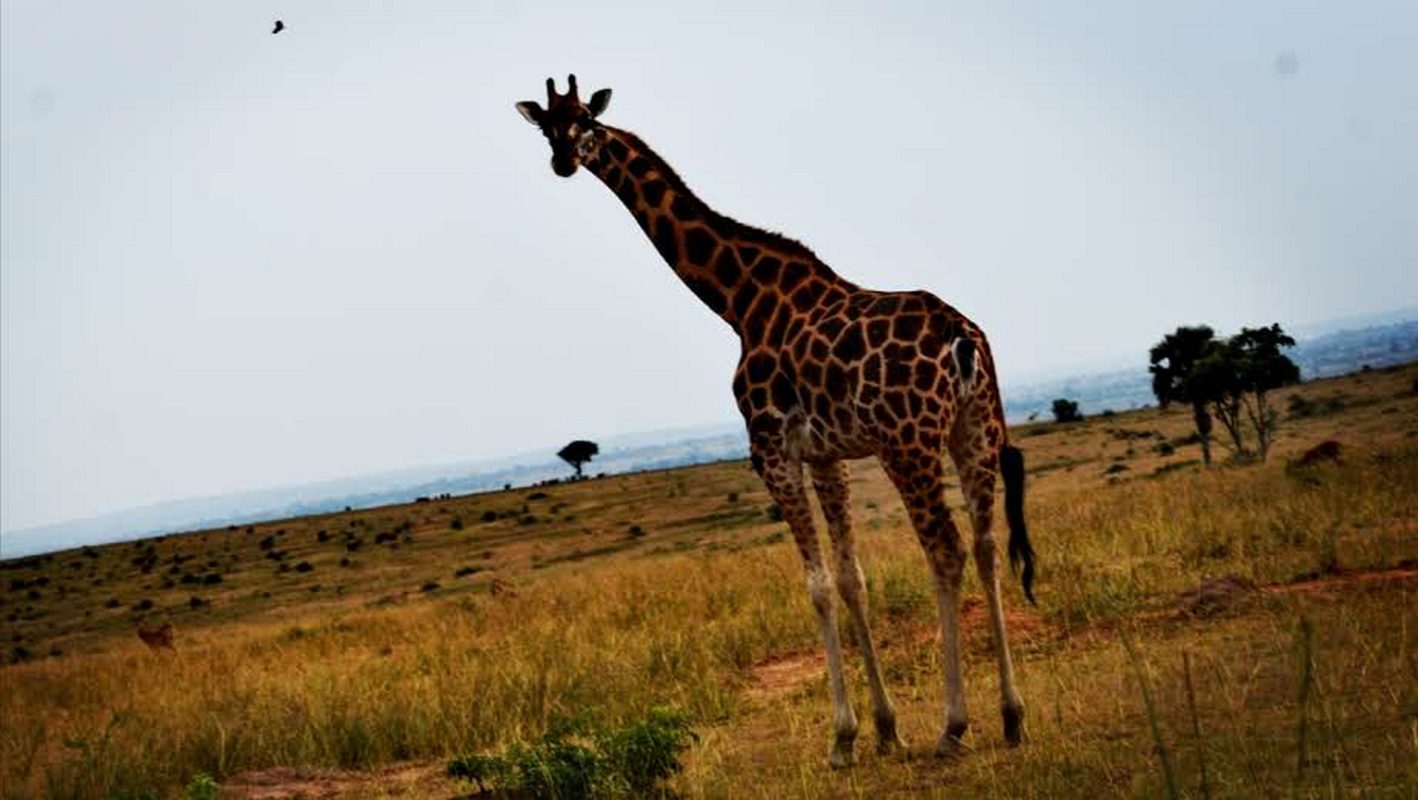 7 Days Uganda Safari