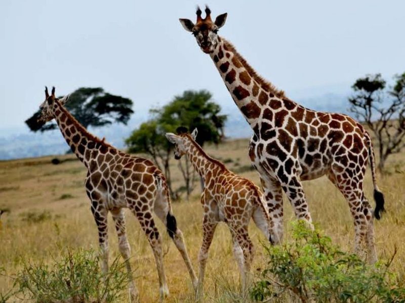 4 Days Uganda Luxury Safari