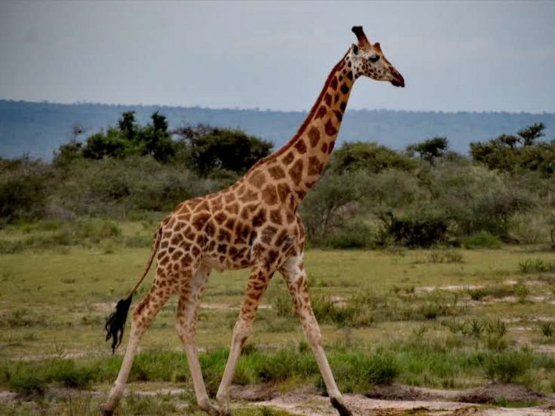 12 Days Uganda Safari Tour