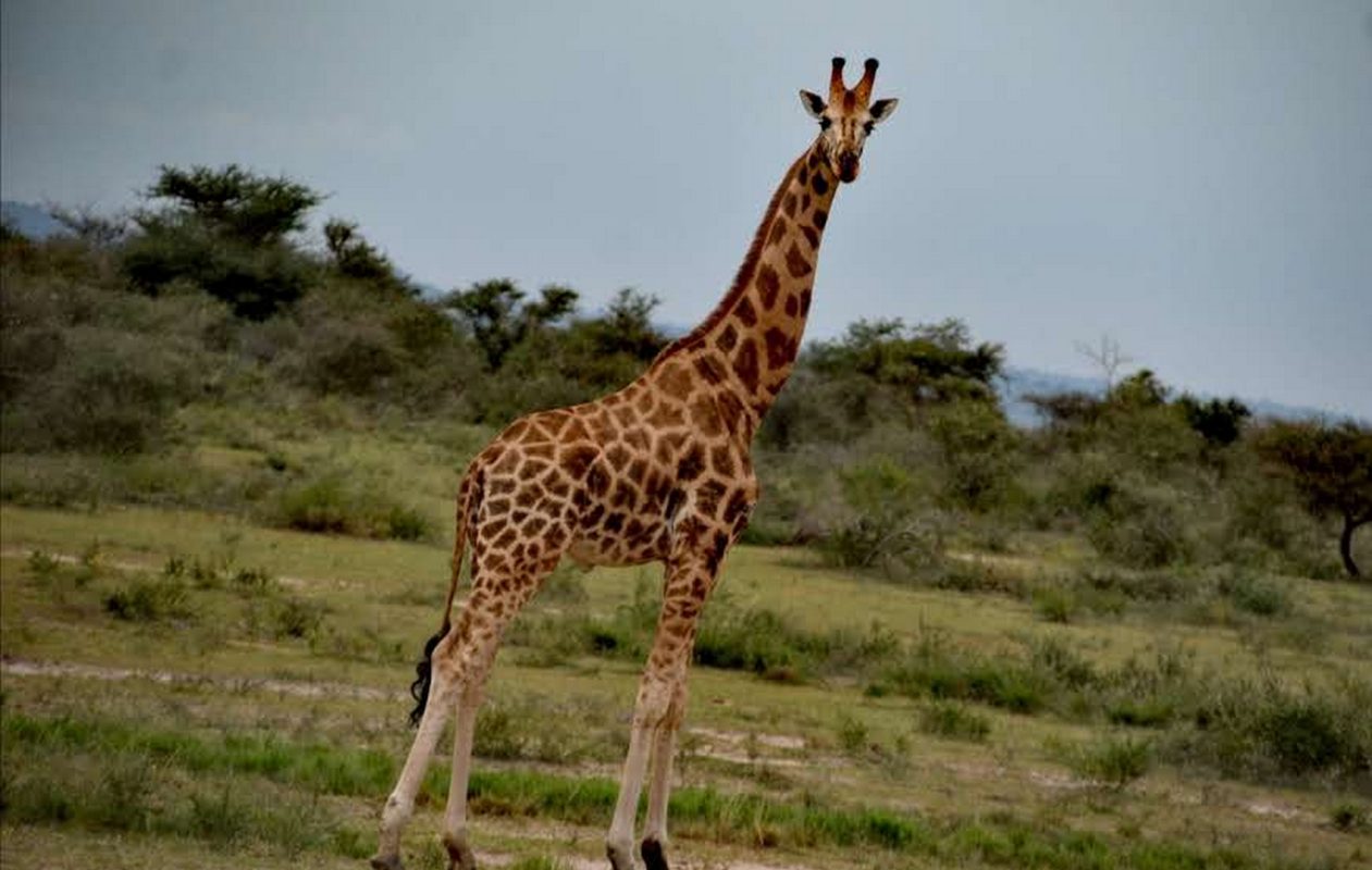 Mount Kilimanjaro National Park