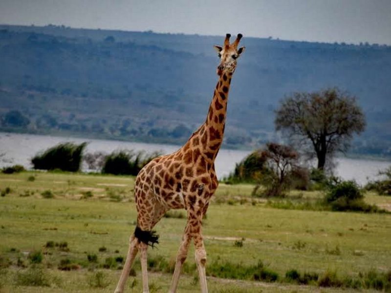 Around Uganda Safari