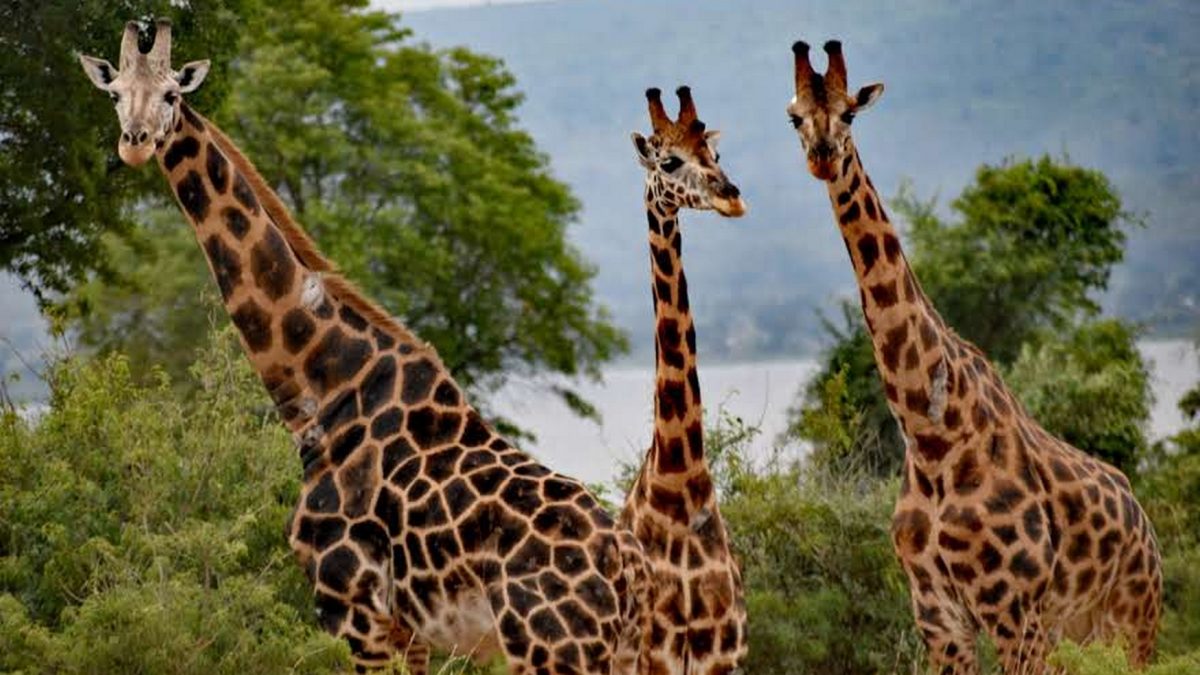 10 Days Kenya Uganda Safari