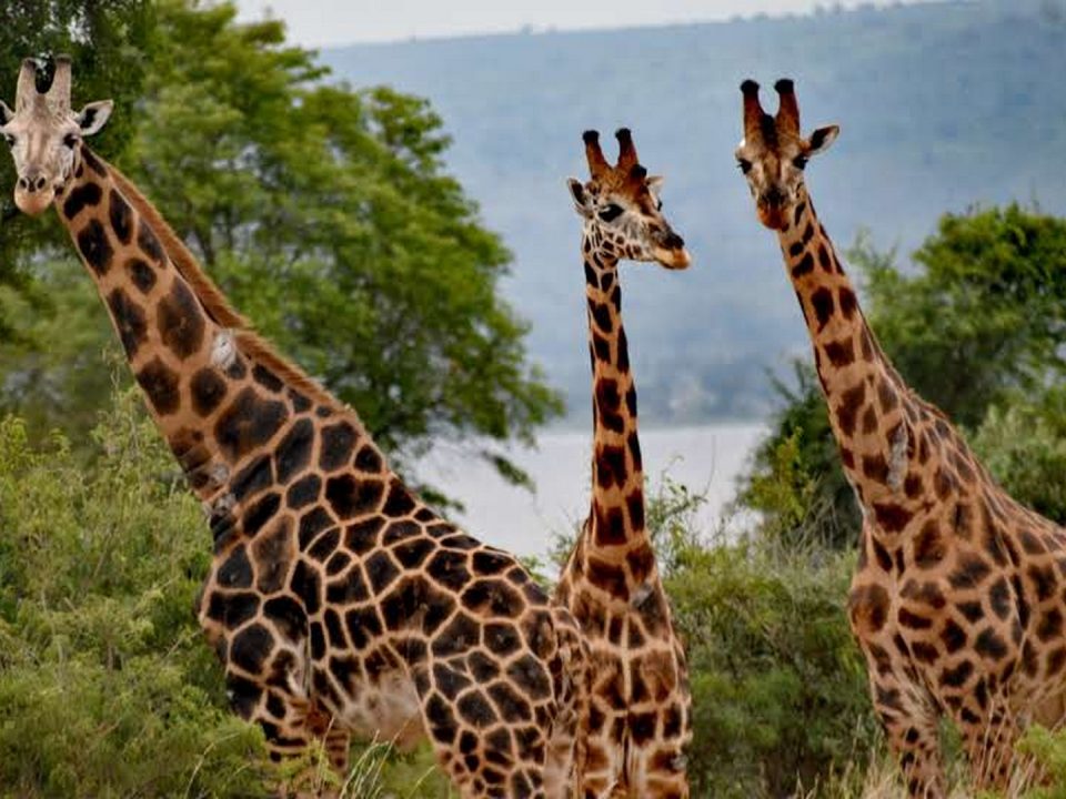 10 Days Kenya Uganda Safari
