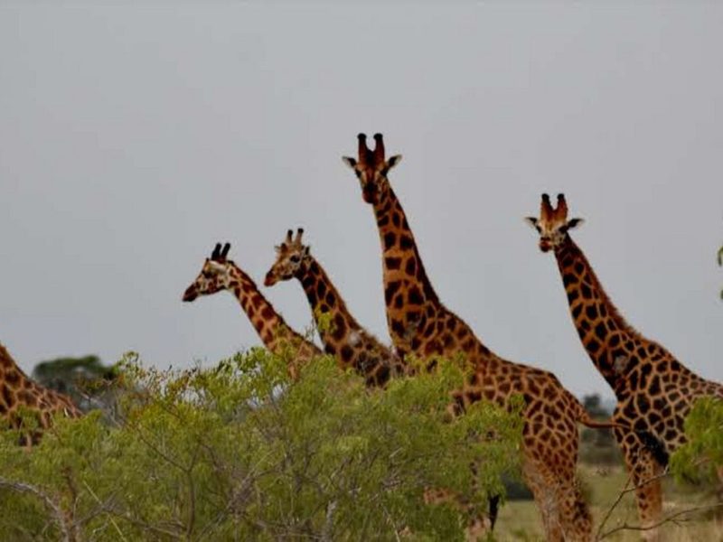 Around Uganda Safari