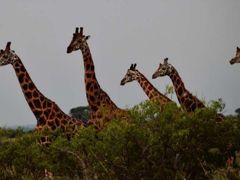 Ultimate Uganda Safari