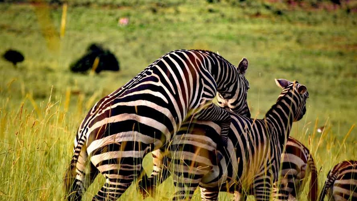 12 Days Uganda Safari Trip