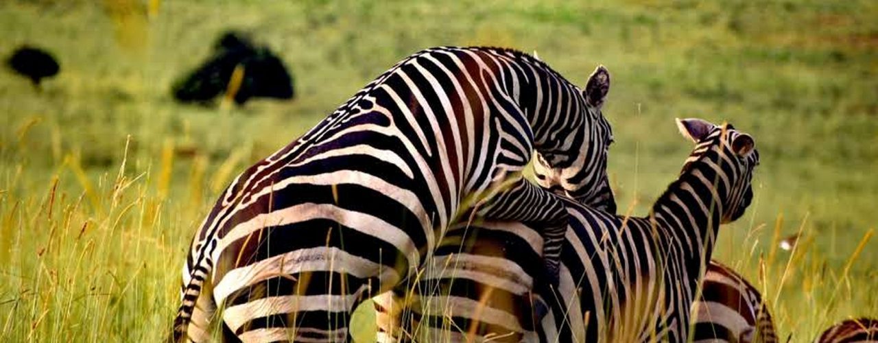 12 Days Uganda Safari Trip